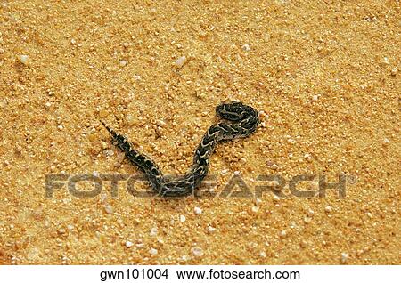High angle view of a Puff adder (Bitis arietans) on the road, Kruger National Park, Mpumalanga Province, South Africa View Large Photo Image Picture - High angle view of a Puff adder (Bitis arietans) on the road, Kruger National Park, Mpumalanga Province, South Africa. Fotosearch