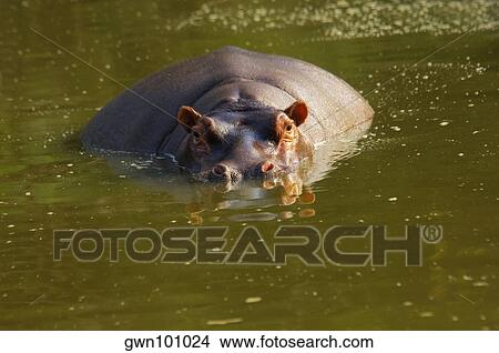 Picture - Hippopotamus (Hippopotamus amphibius) in a river, Makalali Game Reserve, South Africa. Fotosearch