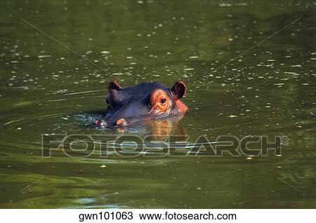 Stock Image - Hippopotamus (Hippopotamus amphibius) in a river, Makalali Game Reserve, South Africa. Fotosearch