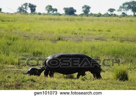 Hippopotamus (Hippopotamus amphibius) with its calf grazing in a forest, Chobe National Park, Botswana View Large Photo Image Stock Image - Hippopotamus (Hippopotamus amphibius) with its calf grazing in a forest, Chobe National Park, Botswana. Fotosearch