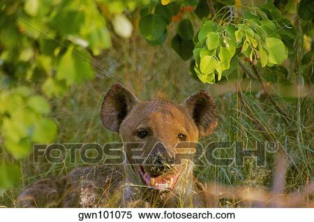 Hyena resting in a forest, Kruger National Park, Mpumalanga Province, South Africa View Large Photo Image Stock Photography - Hyena resting in a forest, Kruger National Park, Mpumalanga Province, South Africa. Fotosearch