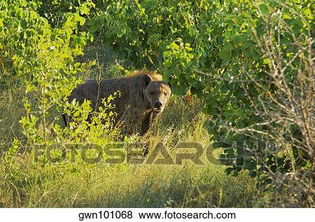 Stock Photo - Hyena standing in a forest, Kruger National Park, Mpumalanga Province, South Africa. Fotosearch