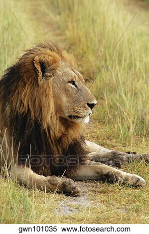 Lion (Panthera leo) resting in a forest, Okavango Delta, Botswana View Large Photo Image Stock Photography - Lion (Panthera leo) resting in a forest, Okavango Delta, Botswana. Fotosearch