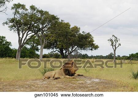 Stock Photography - Lion (Panthera leo) resting in a forest, Okavango Delta, Botswana. Fotosearch