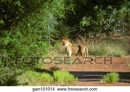 Lion (Panthera leo) standing at the roadside in a forest, Makalali Game Reserve, South Africa View Large Photo Image Picture - Lion (Panthera leo) standing at the roadside in a forest, Makalali Game Reserve, South Africa. Fotosearch