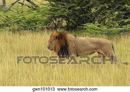 Stock Image - Lion (Panthera leo) walking in a forest, Okavango Delta, Botswana. Fotosearch
