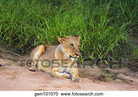Lioness (Panthera leo) resting in dry riverbed, Motswari Game Reserve, South Africa View Large Photo Image Stock Image - Lioness (Panthera leo) resting in dry riverbed, Motswari Game Reserve, South Africa. Fotosearch