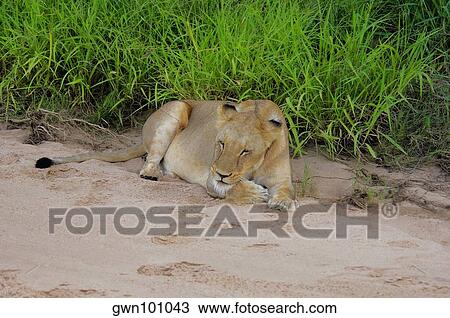 Lioness (Panthera leo) sleeping in dry riverbed, Motswari Game Reserve, South Africa View Large Photo Image Stock Image - Lioness (Panthera leo) sleeping in dry riverbed, Motswari Game Reserve, South Africa. Fotosearch
