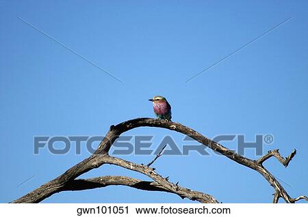 Low angle view of a Lilac-Breasted Roller (Coracias caudata) perching on a tree branch, Kalahari Desert, Botswana View Large Photo Image Stock Image - Low angle view of a Lilac-Breasted Roller (Coracias caudata) perching on a tree branch, Kalahari Desert, Botswana. Fotosearch
