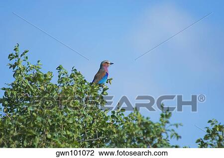 Low angle view of a Lilac-Breasted Roller (Coracias caudata) perching at a tree top, Makalali Game Reserve, South Africa View Large Photo Image Stock Image - Low angle view of a Lilac-Breasted Roller (Coracias caudata) perching at a tree top, Makalali Game Reserve, South Africa. Fotosearch
