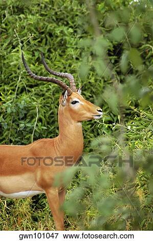 Stock Photo - Male Impala (Aepyceros melampus) in a forest, Chobe National Park, Botswana. Fotosearch