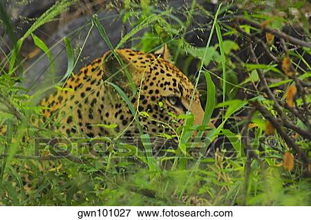 Male leopard (Panthera pardus) hiding in tall grass in a forest, Motswari Game Reserve, South Africa View Large Photo Image Stock Photo - Male leopard (Panthera pardus) hiding in tall grass in a forest, Motswari Game Reserve, South Africa. Fotosearch