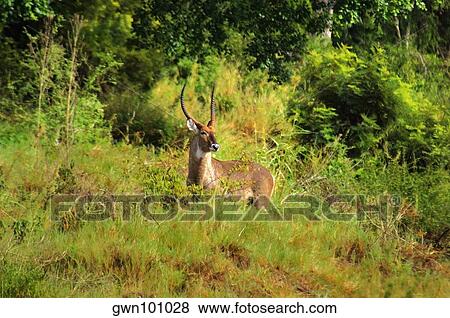 Male waterbuck (Kobus ellipsiprymnus) in a forest, Kruger National Park, Mpumalanga Province, South Africa View Large Photo Image Stock Photo - Male waterbuck (Kobus ellipsiprymnus) in a forest, Kruger National Park, Mpumalanga Province, South Africa. Fotosearch