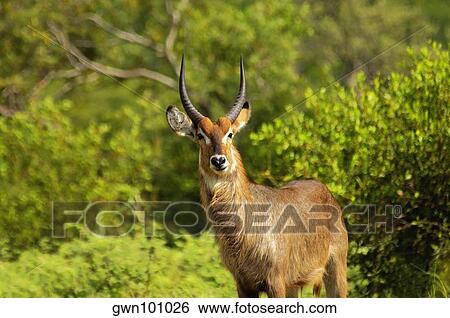 Stock Photograph - Male waterbuck (Kobus ellipsiprymnus) in a forest, Motswari Game Reserve, South Africa. Fotosearch
