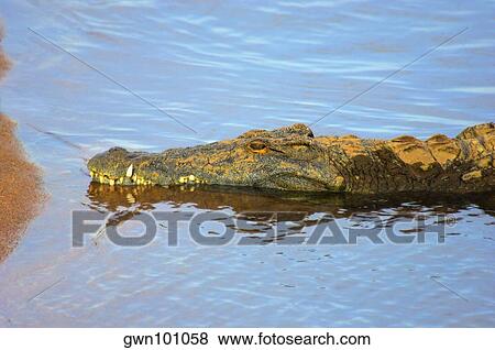 Nile crocodile (Crocodylus niloticus) resting in a river, Kruger National Park, Mpumalanga Province, South Africa View Large Photo Image Stock Photo - Nile crocodile (Crocodylus niloticus) resting in a river, Kruger National Park, Mpumalanga Province, South Africa. Fotosearch