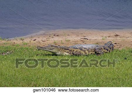 Nile crocodile (Crocodylus niloticus) resting on the river bank, Chobe National Park, Botswana View Large Photo Image Stock Photograph - Nile crocodile (Crocodylus niloticus) resting on the river bank, Chobe National Park, Botswana. Fotosearch