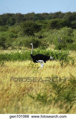 Ostrich (Struthio camelus) standing in a dry grass field, Kalahari