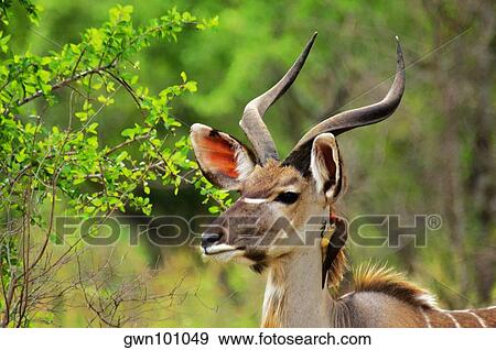 Oxpecker on the neck of a male Kudu (Tragelaphus strepsiceros), Kruger National Park, Mpumalanga Province, South Africa View Large Photo Image Stock Photo - Oxpecker on the neck of a male Kudu (Tragelaphus strepsiceros), Kruger National Park, Mpumalanga Province, South Africa. Fotosearch