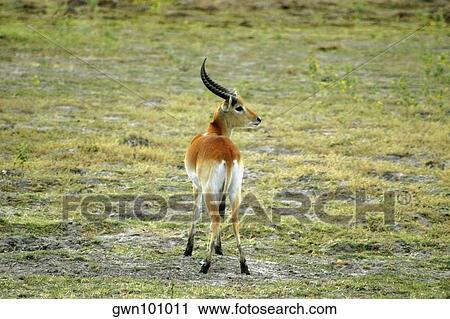 Stock Image - Red lechwe (Kobus leche) in a field, Okavango Delta, Botswana. Fotosearch