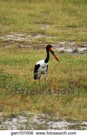 Stock Photograph - Saddle Billed stork (Ephippiorhynchus senegalensis) in a field, Chobe National Park, Botswana. Fotosearch