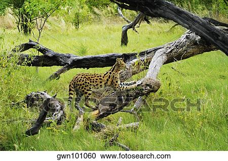 Stock Image - Serval (Felis serval) sharpening its claws on a tree trunk, Okavango Delta, Botswana. Fotosearch
