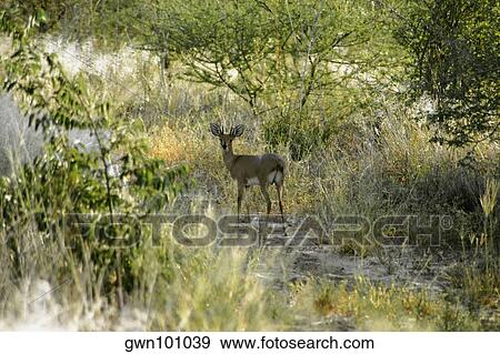 Springbok (Antidorcas marsupialis) in a forest, Kalahari Desert, Botswana View Large Photo Image Stock Photo - Springbok (Antidorcas marsupialis) in a forest, Kalahari Desert, Botswana. Fotosearch