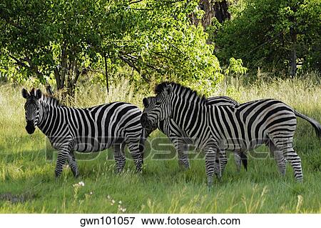 Three Grevy's zebras (Equus grevyi) in a forest, Okavango Delta, Botswana View Large Photo Image Stock Photo - Three Grevy's zebras (Equus grevyi) in a forest, Okavango Delta, Botswana. Fotosearch