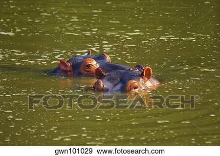 Stock Photo - Two hippopotamuses (Hippopotamus amphibius) in a river, Makalali Game Reserve, South Africa. Fotosearch
