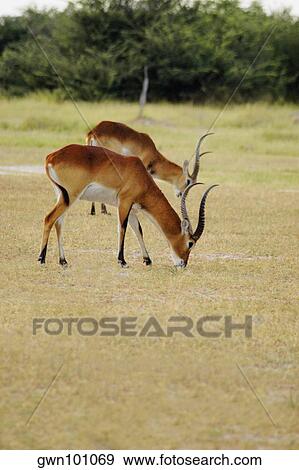 Two male Red lechwes (Kobus leche) grazing in a field, Okavango Delta, Botswana View Large Photo Image Stock Photo - Two male Red lechwes (Kobus leche) grazing in a field, Okavango Delta, Botswana. Fotosearch