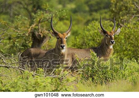 Stock Photo - Two male waterbucks (Kobus ellipsiprymnus) in a forest, Motswari Game Reserve, South Africa. Fotosearch