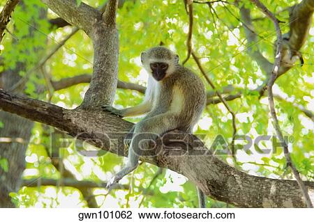 Vervet monkey (Cercopithecus aethiops) on a tree, Makalali Game Reserve, South Africa View Large Photo Image Stock Image - Vervet monkey (Cercopithecus aethiops) on a tree, Makalali Game Reserve, South Africa. Fotosearch