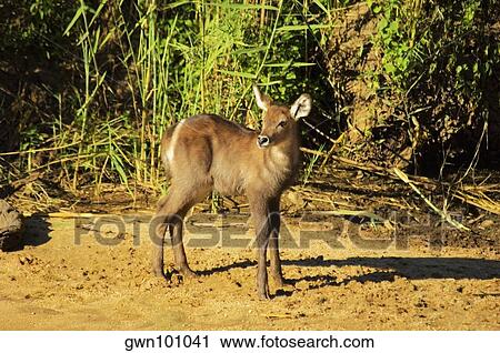 Waterbuck (Kobus ellipsiprymnus) calf in a forest, Makalali Game Reserve, South Africa View Large Photo Image Stock Image - Waterbuck (Kobus ellipsiprymnus) calf in a forest, Makalali Game Reserve, South Africa. Fotosearch