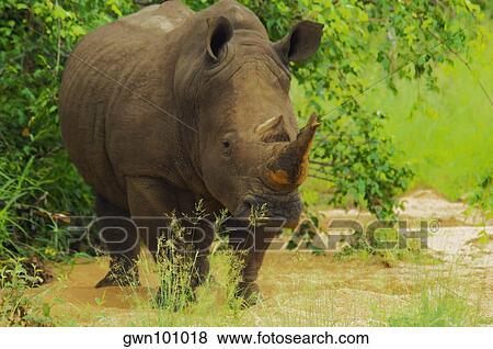 Stock Photo - White rhinoceros (Ceratotherium simum) in a forest, Motswari Game Reserve, South Africa. Fotosearch
