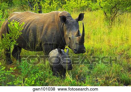 White rhinoceros (Ceratotherium simum) with its calf in a forest, Makalali Game Reserve, South Africa View Large Photo Image Stock Photo - White rhinoceros (Ceratotherium simum) with its calf in a forest, Makalali Game Reserve, South Africa. Fotosearch