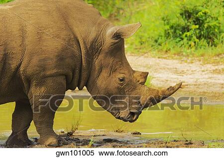 Stock Photography - White rhinoceros (Ceratotherium simum) in a forest, Motswari Game Reserve, South Africa. Fotosearch