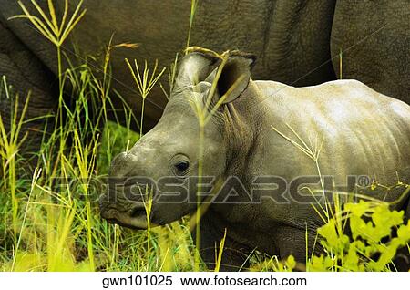 White rhinoceros (Ceratotherium simum) with its calf in a forest, Makalali Game Reserve, South Africa View Large Photo Image Stock Photography - White rhinoceros (Ceratotherium simum) with its calf in a forest, Makalali Game Reserve, South Africa. Fotosearch