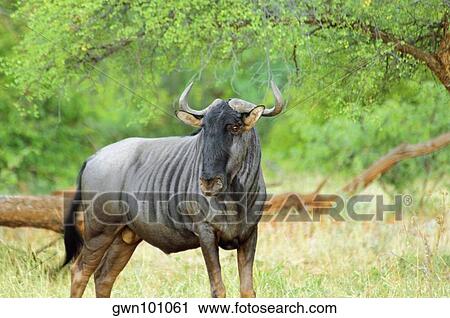 Wildebeest (Connochaetes taurinus) in a forest, Makalali Game Reserve, South Africa View Large Photo Image Stock Image - Wildebeest (Connochaetes taurinus) in a forest, Makalali Game Reserve, South Africa. Fotosearch
