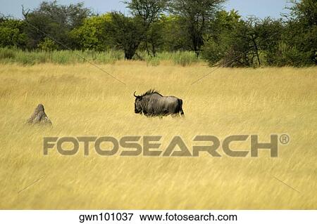Wildebeest (Connochaetes taurinus) in a field, Okavango Delta, Botswana View Large Photo Image Stock Photo - Wildebeest (Connochaetes taurinus) in a field, Okavango Delta, Botswana. Fotosearch