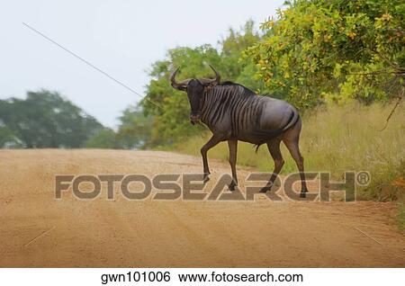 Wildebeest (Connochaetes taurinus) crossing the road, Kruger National Park, Mpumalanga Province, South Africa View Large Photo Image Stock Photograph - Wildebeest (Connochaetes taurinus) crossing the road, Kruger National Park, Mpumalanga Province, South Africa. Fotosearch