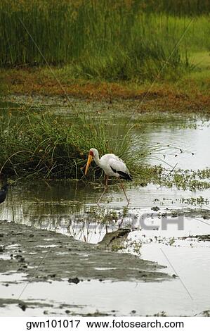 Yellow-Billed stork (Mycteria ibis) walking in water, Okavango Delta, Botswana View Large Photo Image Stock Photo - Yellow-Billed stork (Mycteria ibis) walking in water, Okavango Delta, Botswana. Fotosearch