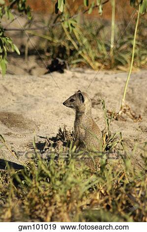 Stock Photo - Yellow mongoose (Cynictis penicillata) in a forest, Kalahari Desert, Botswana. Fotosearch