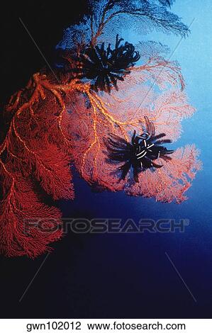 Stock Image - Black Feather Star (Himerometra Bartschi) and Gorgonian Sea Fan (Subergorgia Mollis) underwater, Palau. Fotosearch