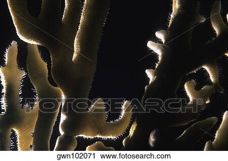 Stock Image - Close-up of a Branching Fire Coral (Millepora Alcicornis) underwater, Cayman Islands. Fotosearch
