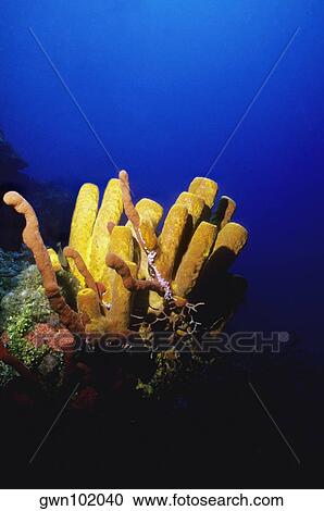 Close-up of a Branching Tube Sponge (Pseudoceratina crassa), Cayman Islands, West Indies View Large Photo Image Stock Image - Close-up of a Branching Tube Sponge (Pseudoceratina crassa), Cayman Islands, West Indies. Fotosearch
