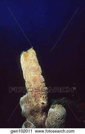 Close-up of a Branching Vase Sponge (Callyspongia Vaginalis) underwater, Saba, West Indies View Large Photo Image Stock Image - Close-up of a Branching Vase Sponge (Callyspongia Vaginalis) underwater, Saba, West Indies. Fotosearch