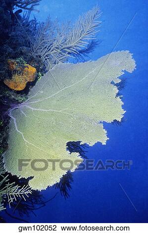 Close-up of a Common Sea Fan (Gorgonia Ventalina), Cayman Islands, West Indies View Large Photo Image Stock Image - Close-up of a Common Sea Fan (Gorgonia Ventalina), Cayman Islands, West Indies. Fotosearch