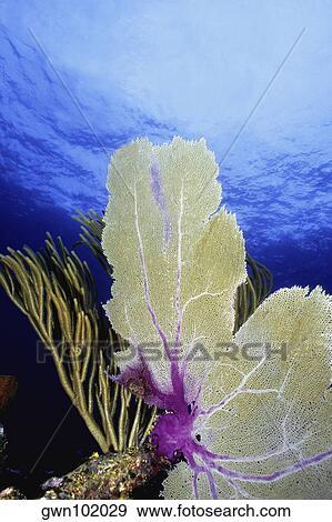 Close-up of a Common Sea Fan (Gorgonia Ventalina), Cayman Islands, West Indies View Large Photo Image Stock Photo - Close-up of a Common Sea Fan (Gorgonia Ventalina), Cayman Islands, West Indies. Fotosearch