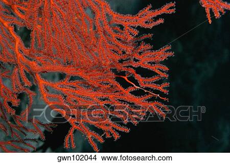 Picture - Close-up of a Gorgonian Sea Fan (Subergorgia mollis) underwater, Milne Bay, Papua New Guinea. Fotosearch