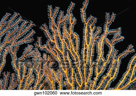 Close-up of a Gorgonian Sea Fan (Subergorgia mollis) underwater, Milne Bay, Papua New Guinea View Large Photo Image Stock Image - Close-up of a Gorgonian Sea Fan (Subergorgia mollis) underwater, Milne Bay, Papua New Guinea. Fotosearch