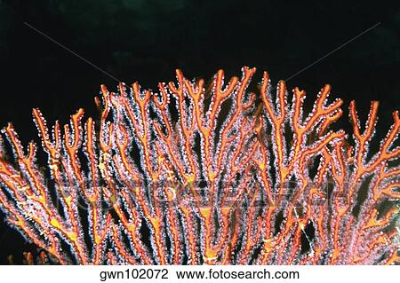 Close-up of a Gorgonian Sea Fan (Subergorgia mollis) underwater, Fiji View Large Photo Image Stock Image - Close-up of a Gorgonian Sea Fan (Subergorgia mollis) underwater, Fiji. Fotosearch